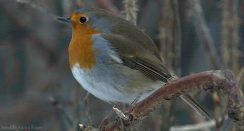 bird-animated-gif-7.gif