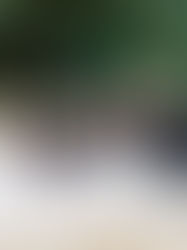 Fields of Green (& Gold) - Family photos for the Shah's in Phoenix, Arizona