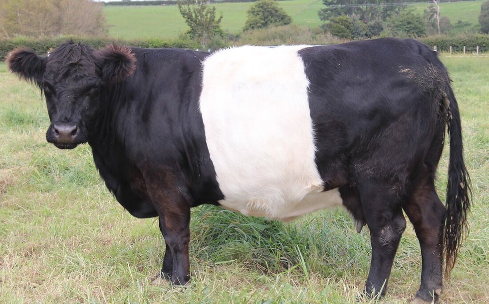 Belted Galloway (Rare New Zealand Breed)