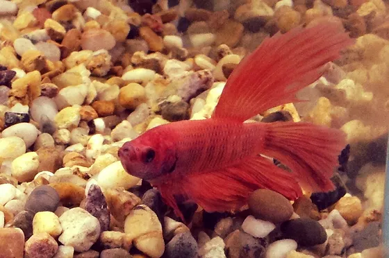 Myths And Truths Vibrant Betta Fish