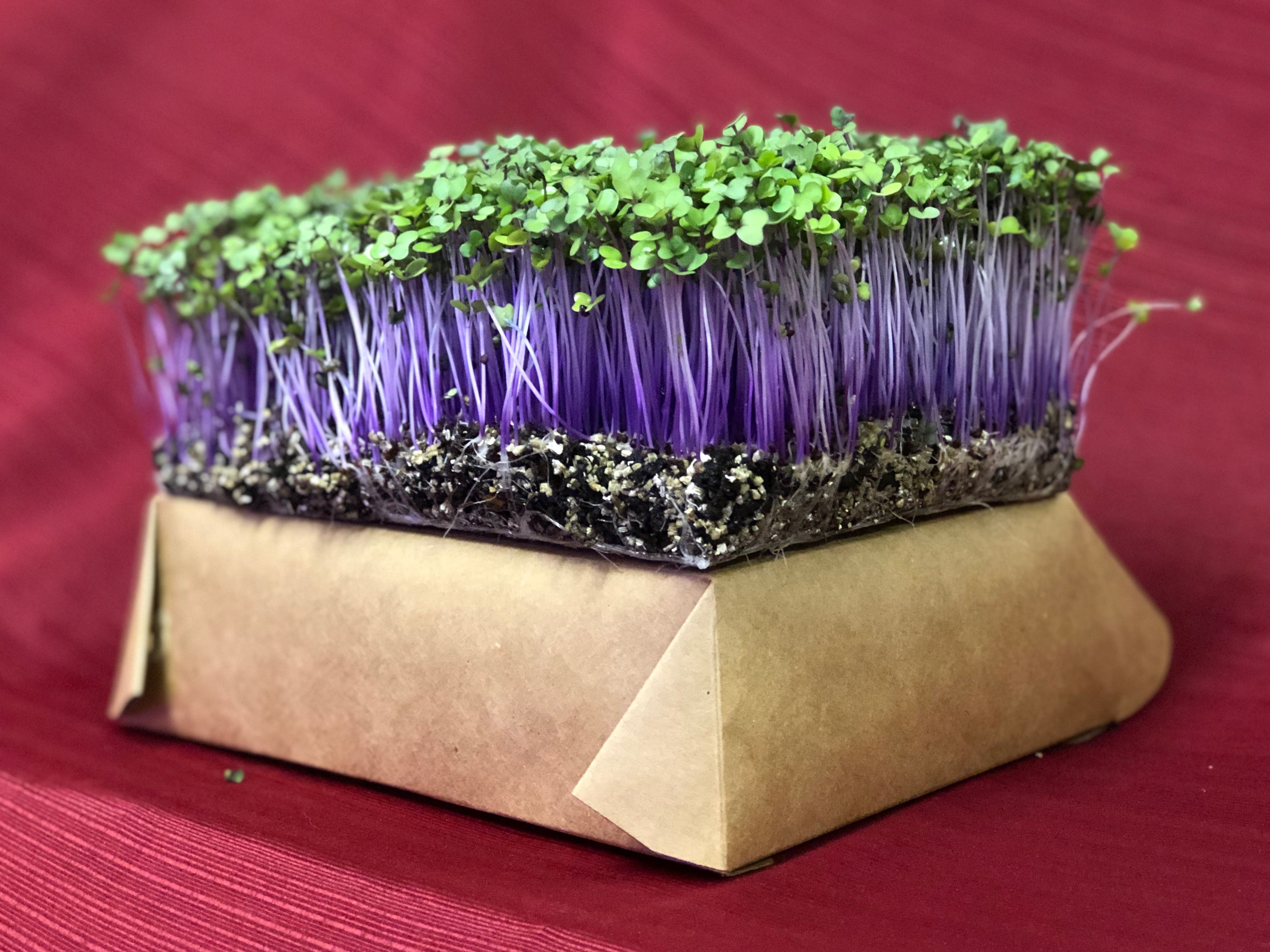 Purple Kohlrabi Living