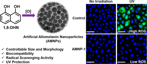 Artificial Allomelanin Nanoparticles. 