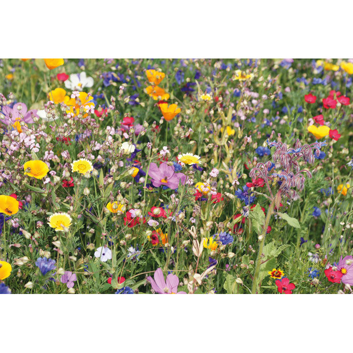 Thumbnail: Summer Flower