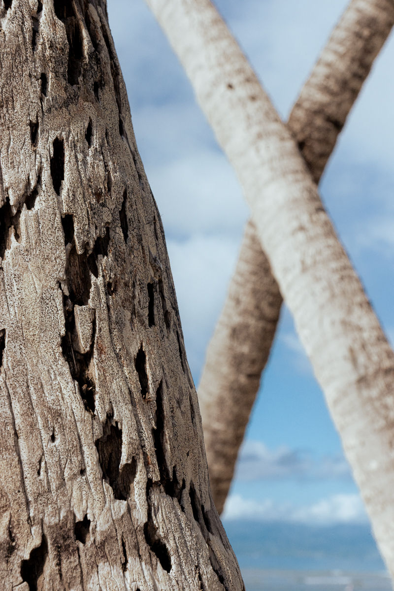 Cocotiers de Nord-Grande Terre en Guadeloupe