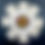 Thumbnail: White Floral Blend Banarasi Saree
