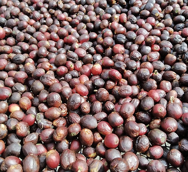 Freshly harvested Coffee Cherries