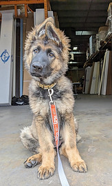 Sable German Shepherd puppy early exposure socialization