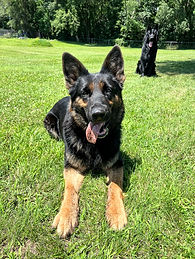 Female DDR German SHepherd laying in the grass