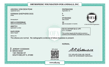 OFA Normal Elbow Certifacte Ashoka Vom Dem Peak