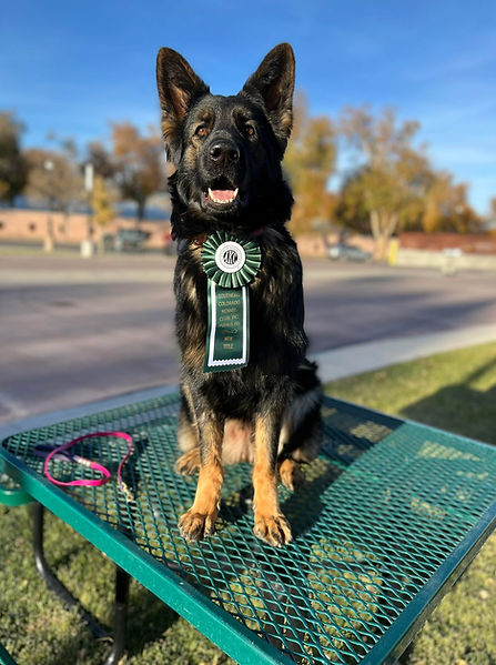German Shepherd service dog prospect building confidence and obedience in a public park