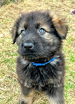 puppy exposed to new surfaces as part of structured development program
