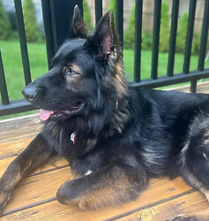 Black Sable DDR Male dog demonstrating a good off switch