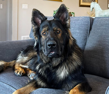 DDR German Shepherd relaxing on the couch