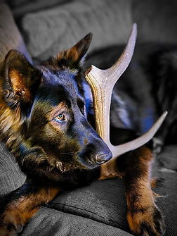 Black Sable Dog relaxing on the couch