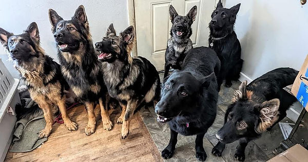 Seven german shepherds focased on a ball