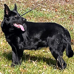 Black German Shepherd Breeder