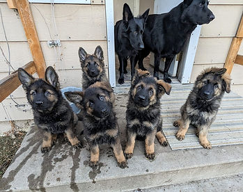 litter of German Shepherd puppies interacting during early socialization