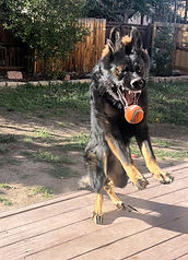 German shepherd with high prey drive chasing her ball