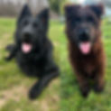 DDR German Black Longcoat German Shepherd male puupy and now comparison photo