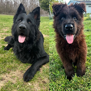 DDR German Shepherd Puppies Solid Black Long Coats