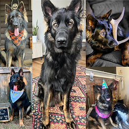 working line dogs turn one year old