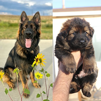 DDR German Shepherd Then and Now