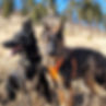 Working line german shepherds enjoying life off leash with excellent recall training