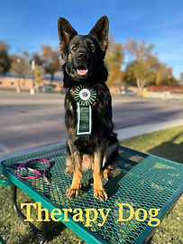 German Shepherd from a past litter working as a therapy dog with a calm and friendly temperament.