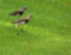 Southern Lapwings