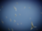 breeding arctic terns in Iceland.jpg
