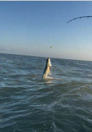 Tarpon Fishing Report Pawleys Island, SC