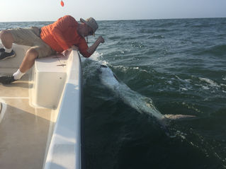 Tarpon Guides and Charters Myrtle Beach, Pawleys Island, Litchfield Beach South Carolina
