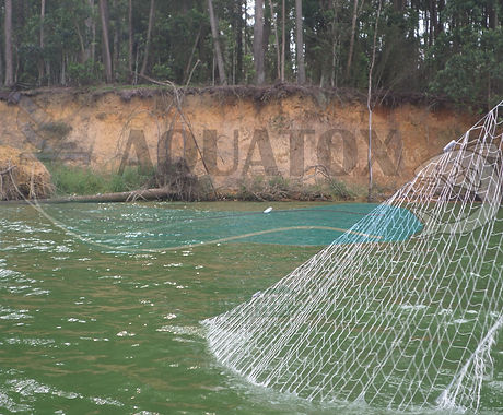 Billings_borore_aquatox_fev2020.jpg