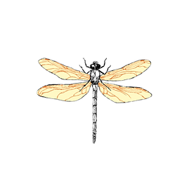 logo.png