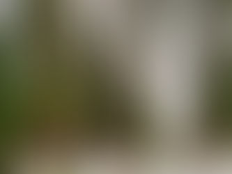 De semilla a secuoya 🌱🌲