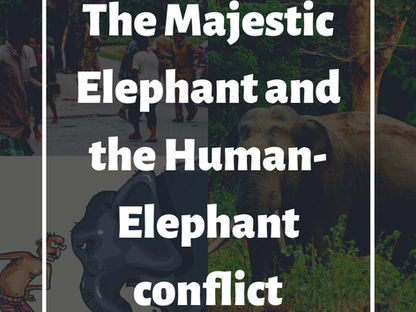 The Majestic Elephant and the Human-Elephant conflict