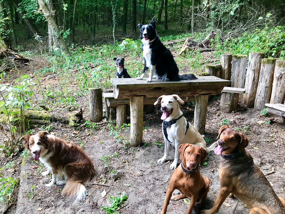 Schoko, Kira, Uschi, Gina, Asta & Ne