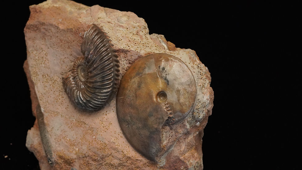 Thumbnail: Oxycerites sp., Parkinsonia sp. - Sengenthal, Bayern