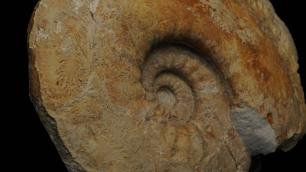 Thumbnail: Pachypictonia - Drügendorf, Bayern