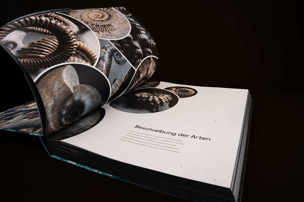 Miniaturbild: Ammonite Masterpieces - Das Buch
