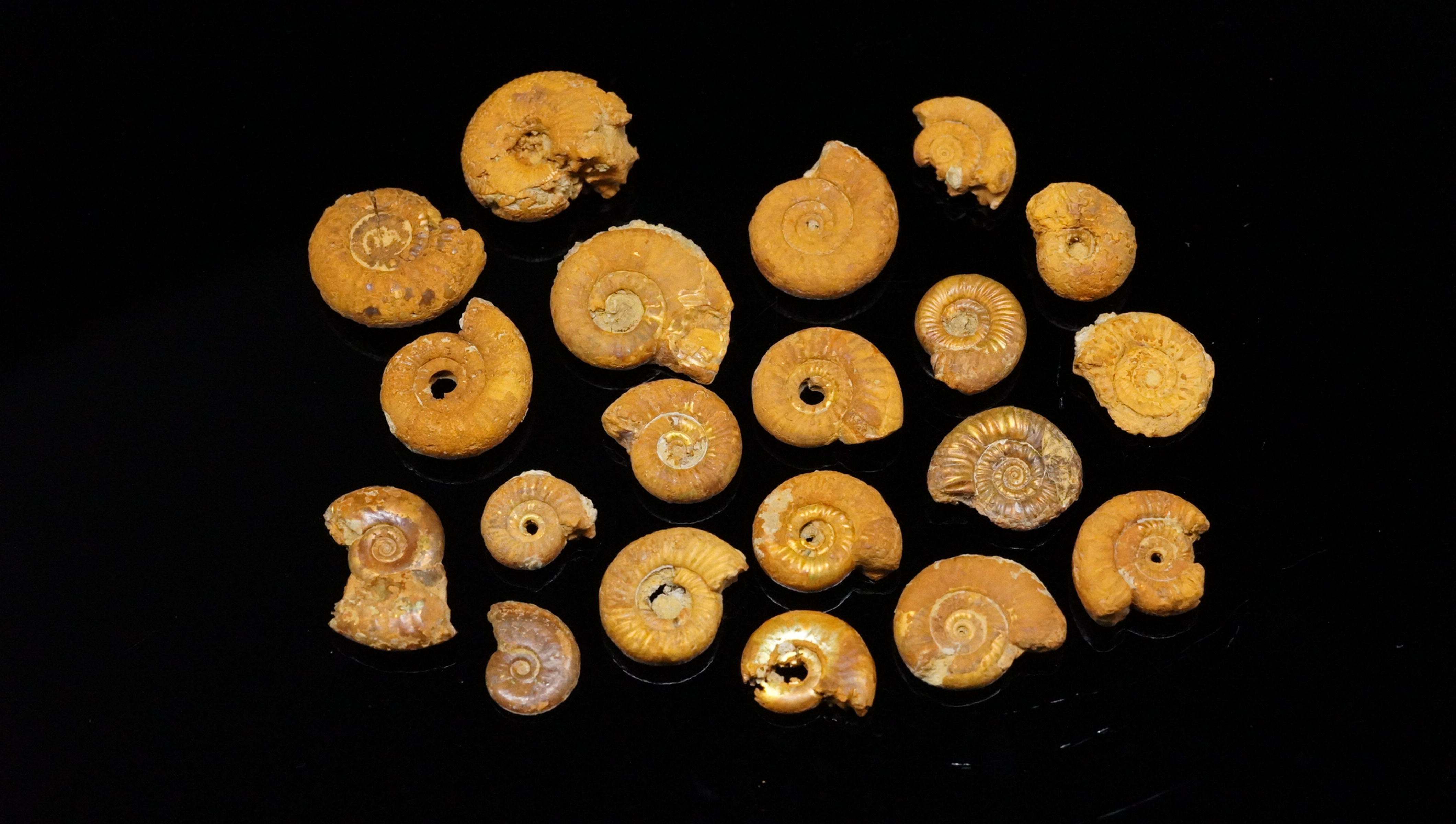 Goldschneggla SET - Oberfranken, Bayern