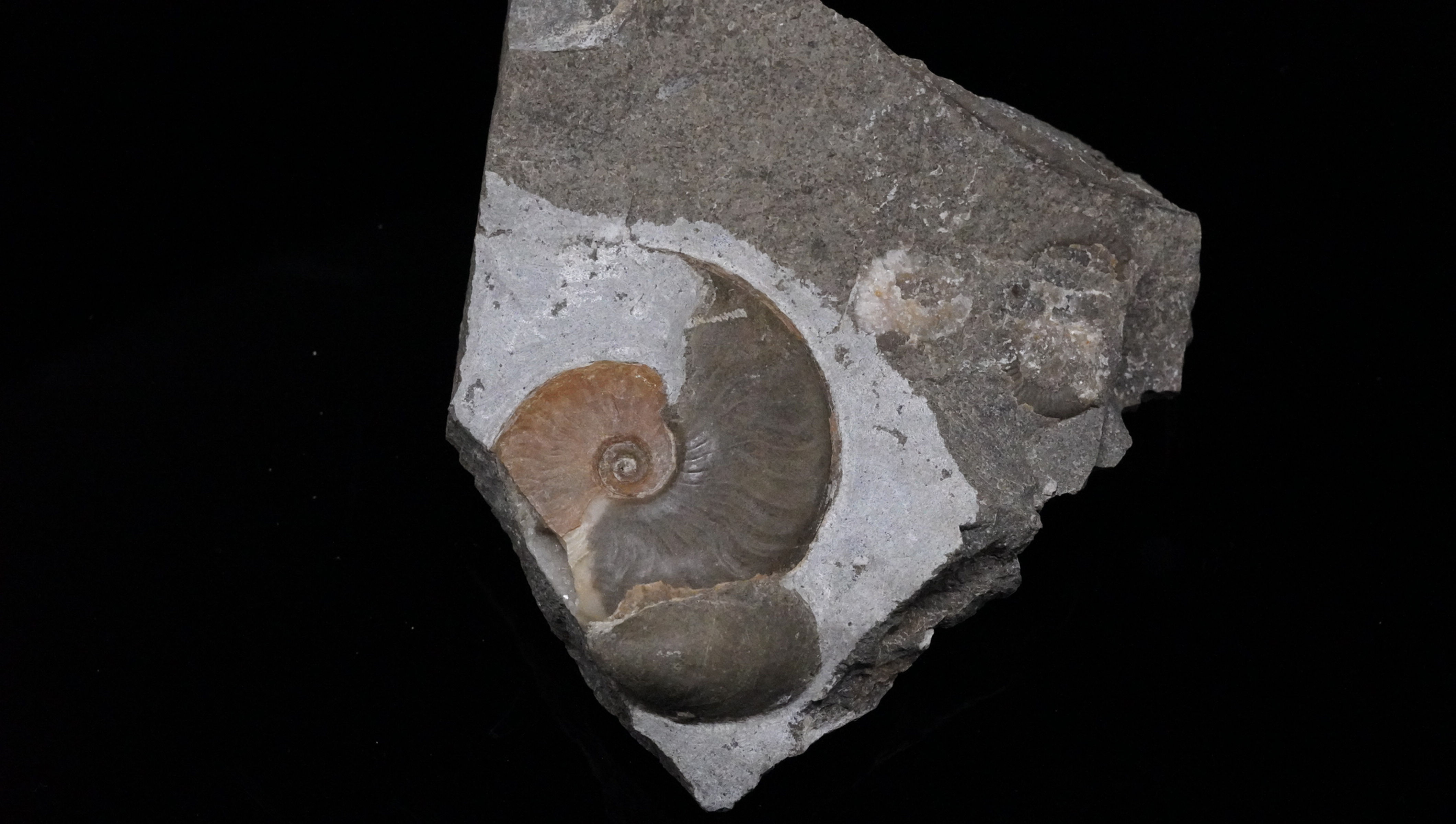 Cleviceras - Altdorf b. Nürnberg, Bayern