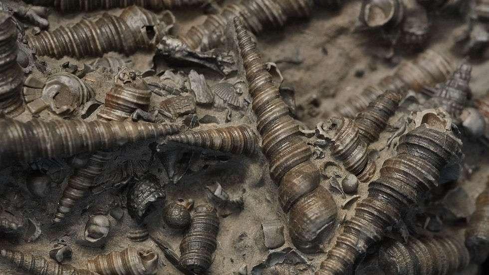 Thumbnail: Turitella sp. - Weitendorf, Österreich