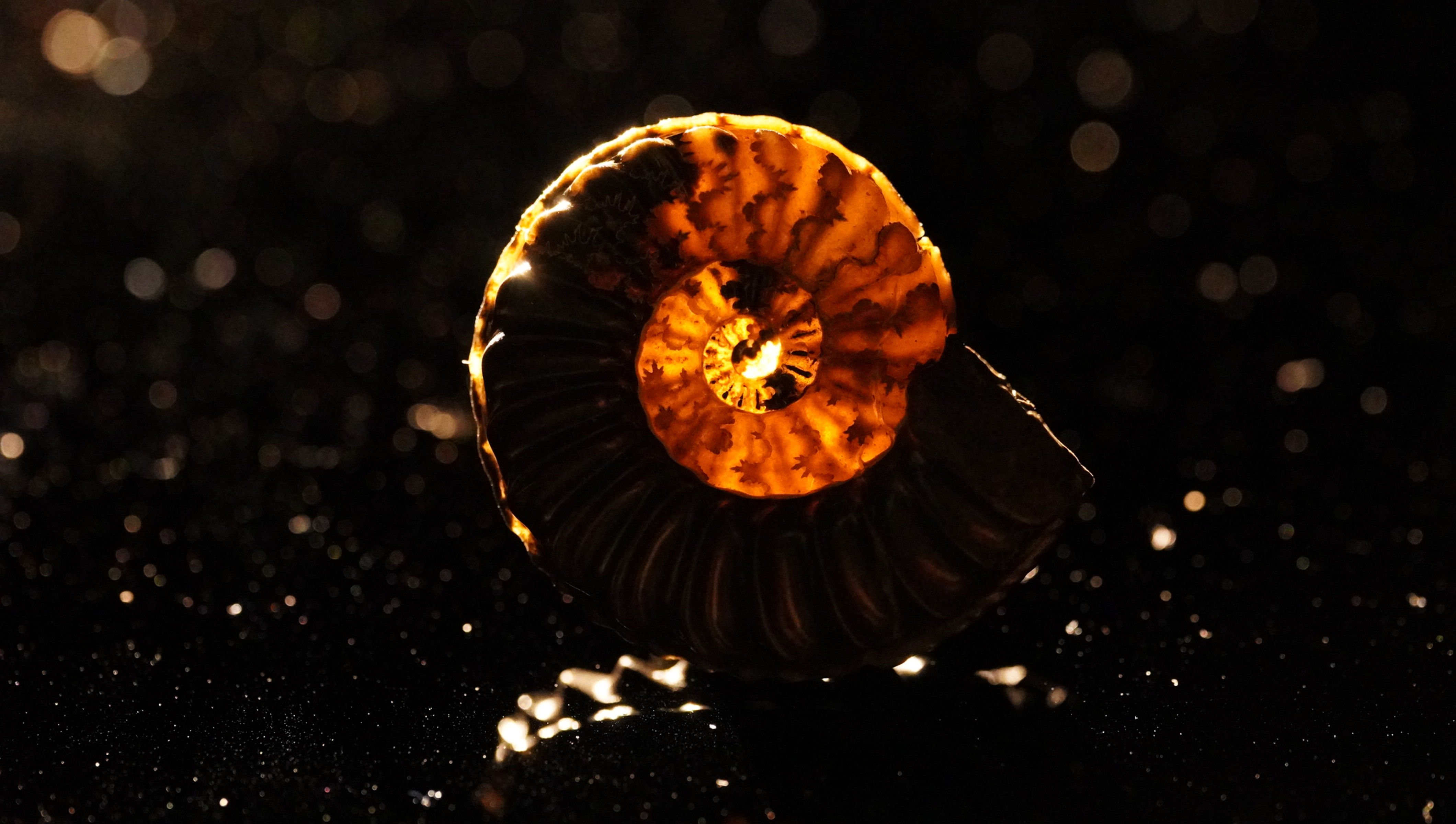 Pleuroceras spinatum - Buttenheim