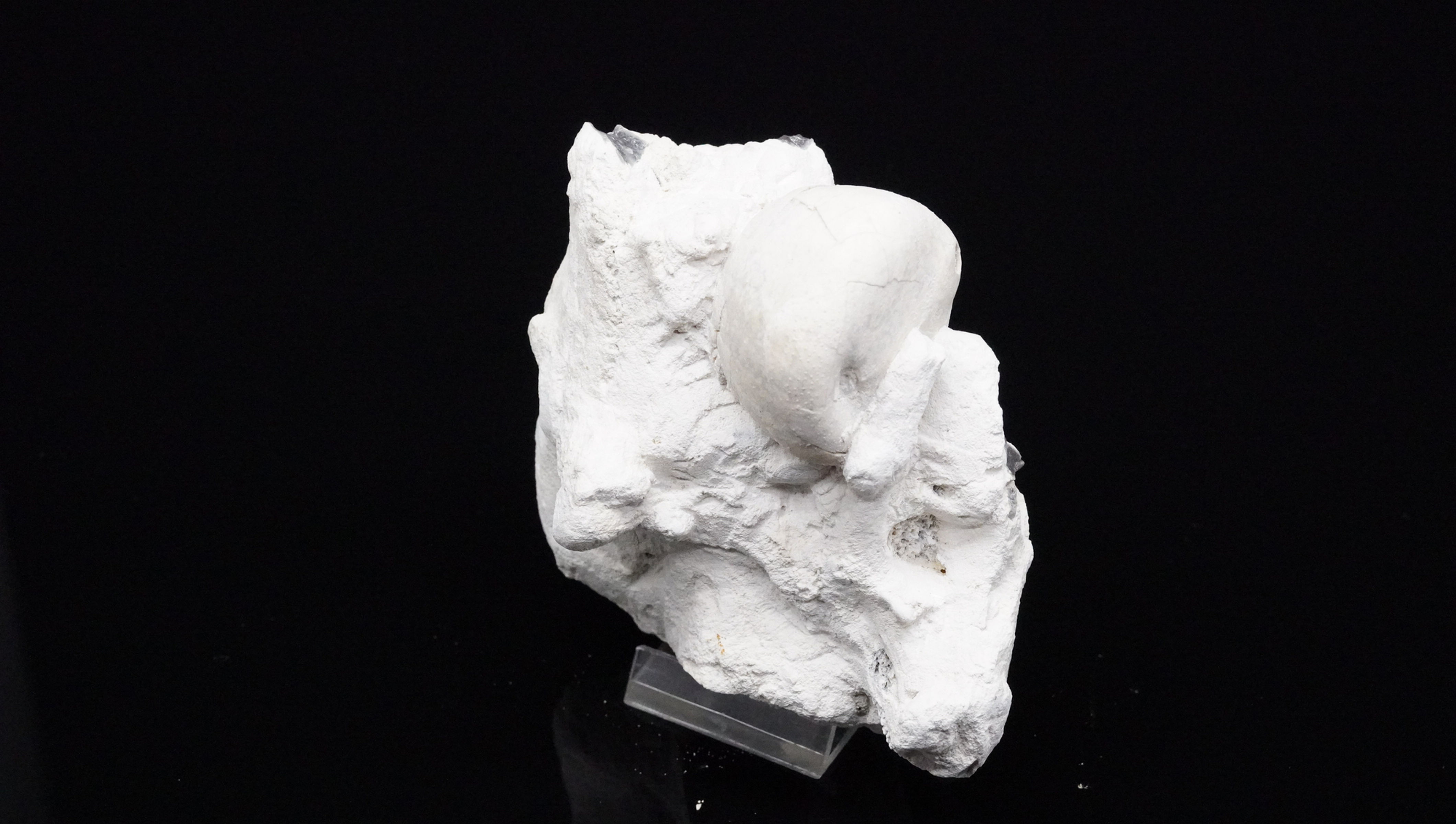 Echinocorys in Flint - Lägerdorf, Deutschland