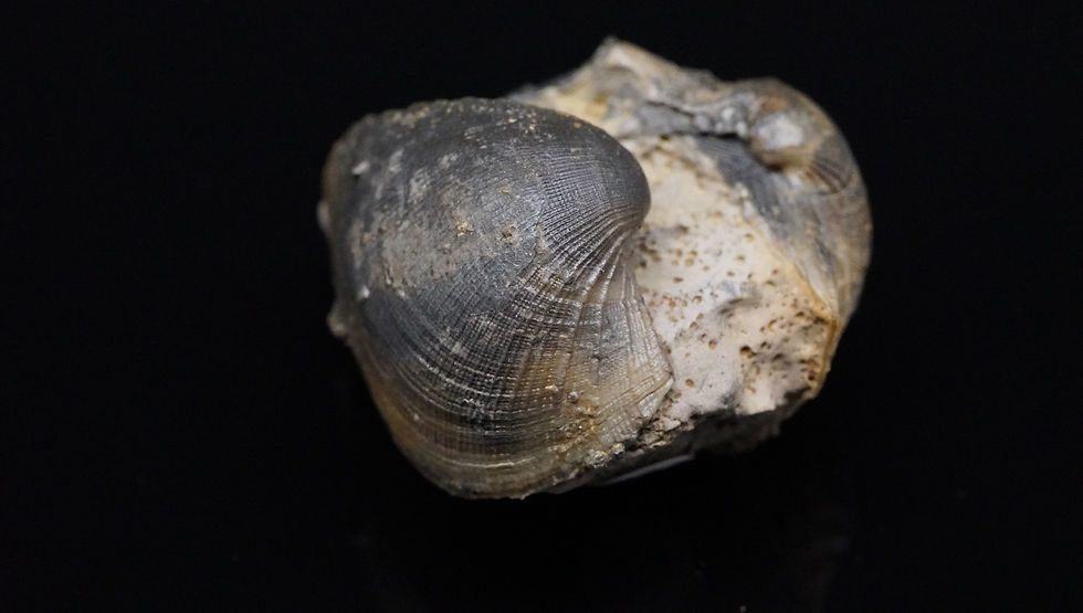 Miniaturbild: Grammatodon sp. - Sengenthal, Bayern