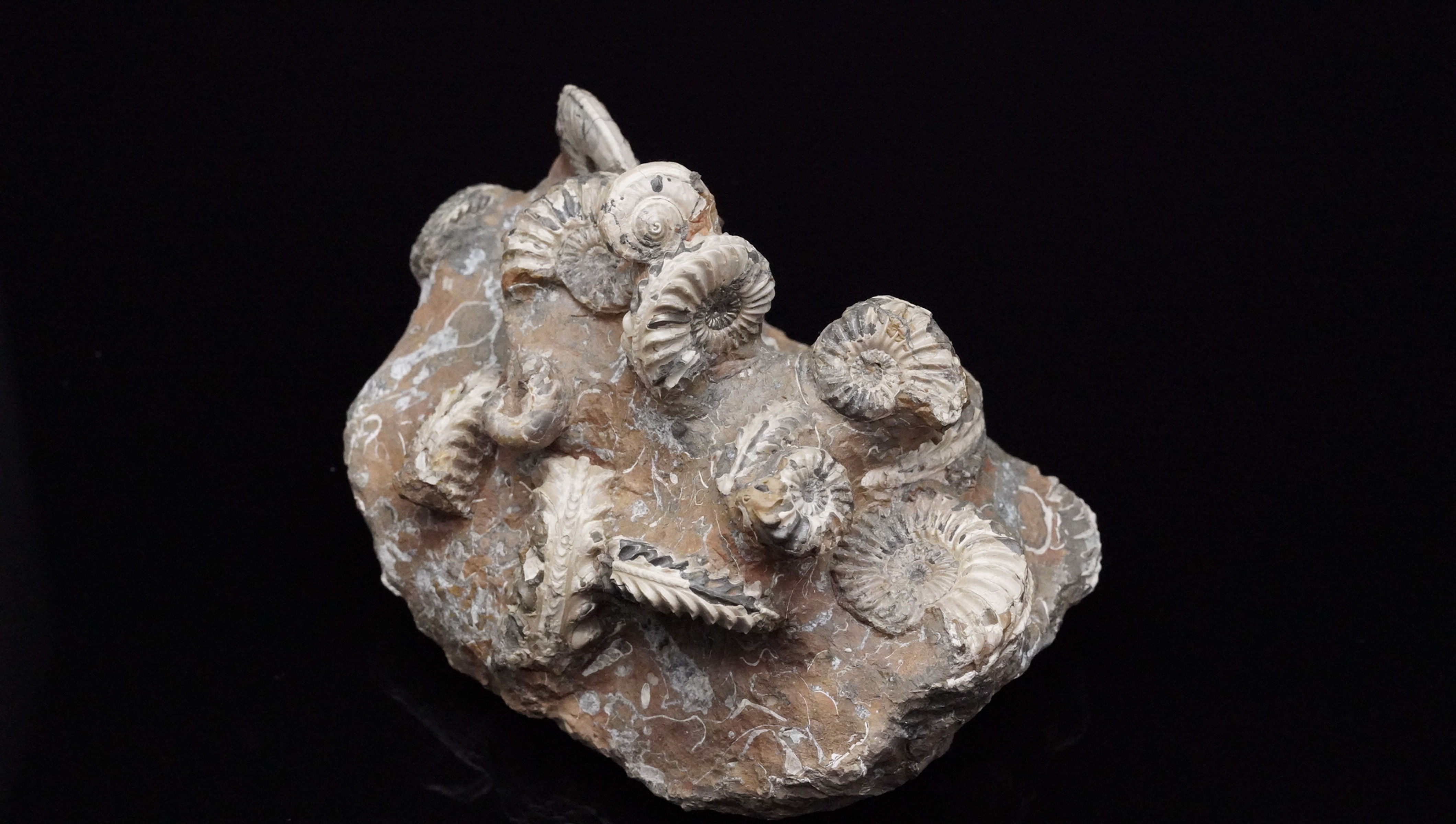 Pleuroceras spinatum Grab - Buttenheim