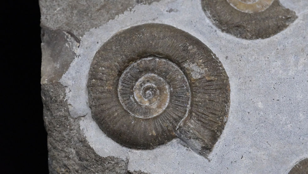 Thumbnail: Dactylioceras Stufe - Altdorf b. Nürnberg, Bayern