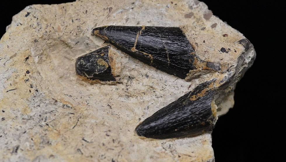 Thumbnail: Temnodontosaurus Zähne - Buttenheim
