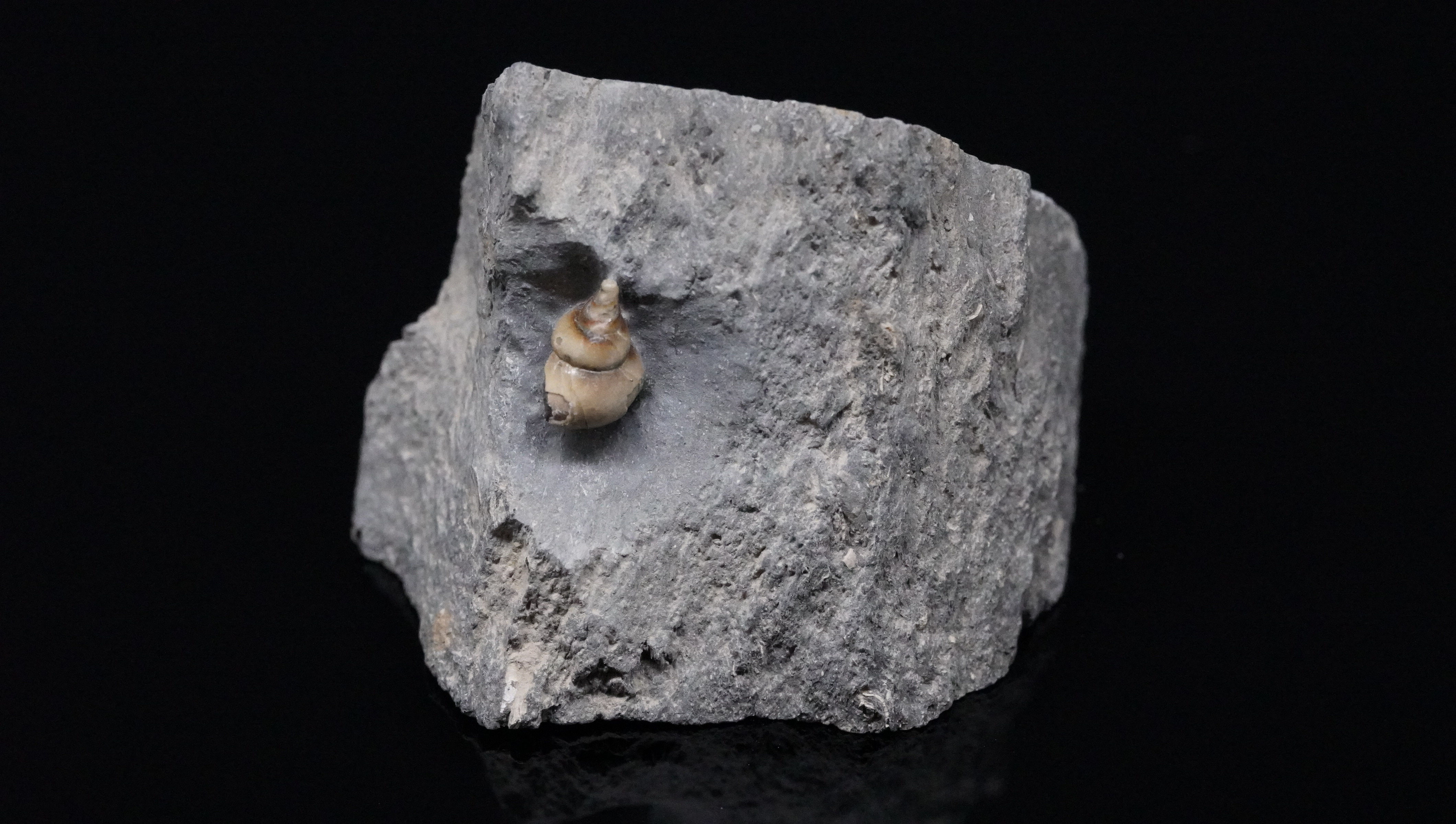 Lewisiella nuda - Buttenheim, Bayern